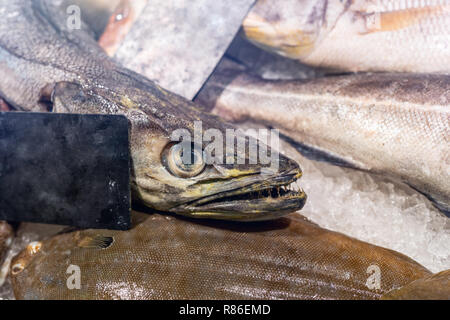 Close-up head with sharp teeth of raw hake fish on counter at fish market. Fresh fish on storedisplay. Healthy eating. Stock Photo