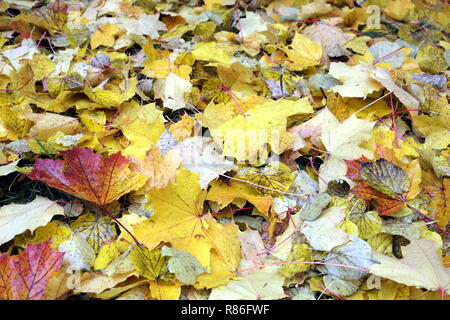 Autumn background from lot of colorful fallen yellow leaves on the ground outdoors top view Stock Photo