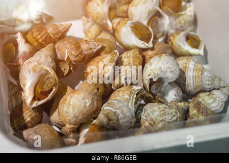 Seafood: Raw Whelk, Sea Snails Bulot With A Garlic And Parsley, Lemon ...