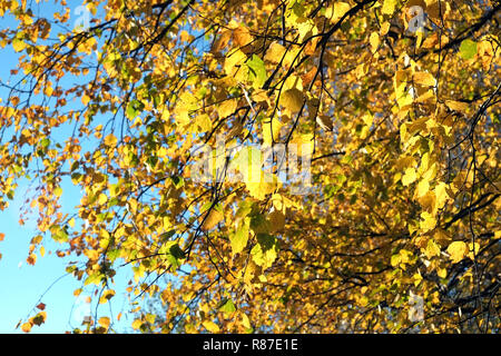 Beautiful yellow leaves hangs on branches over clear blue sky in bright autumn day closeup Stock Photo