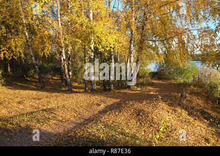 Beautiful rural autumn landscape with birches, footpath, lot of fallen yellow leaves on the ground and river on sunny day Stock Photo