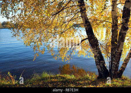 Beautiful rural landscape with birches on riverside with many yellow leaves hanging down above blue river on bright bay in golden autumn Stock Photo