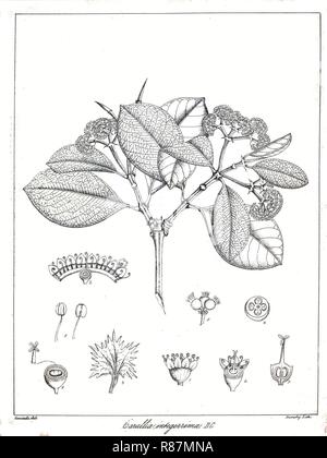 Carallia brachiata Govindoo. Stock Photo