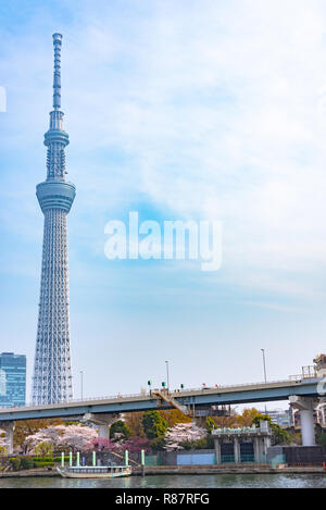 Tokyo Skytree Tower with cherry blossoms in full bloom at Sumida Park. Stock Photo