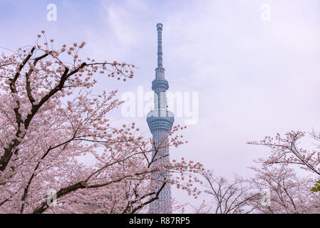 Tokyo Skytree Tower with cherry blossoms in full bloom at Sumida Park. Stock Photo