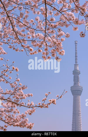 Tokyo Skytree Tower with cherry blossoms in full bloom at Sumida Park. Stock Photo