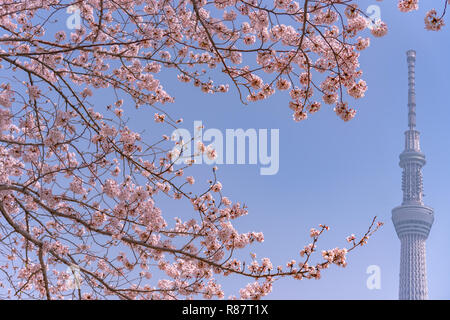 Tokyo Skytree Tower with cherry blossoms in full bloom at Sumida Park. Stock Photo