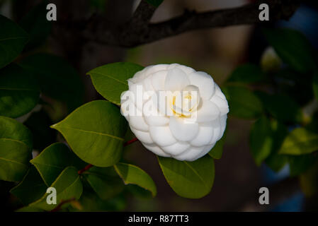 Closeup of Camellia Japonica flower (tea flower, tsubaki) in white petal with yellow stamens during Springtime. Stock Photo