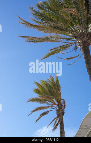 Palm trees closeup bending in the wind against blue sky on a sunny day in November in Mallorca, Spain. Stock Photo