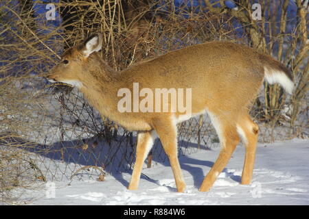 Deer in Winter Snow, Ohio Stock Photo