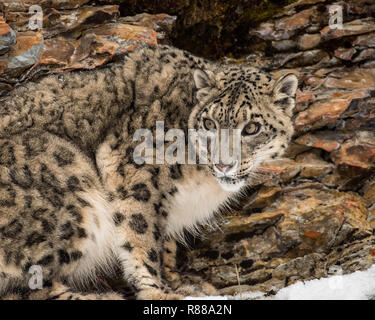 Portrait of a Snow Leopard in the Snow, Close Up Stock Photo