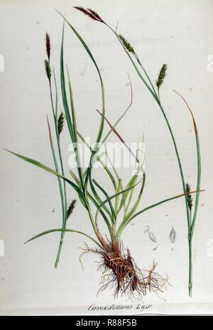 Carex distans — Flora Batava — Volume v12. Stock Photo