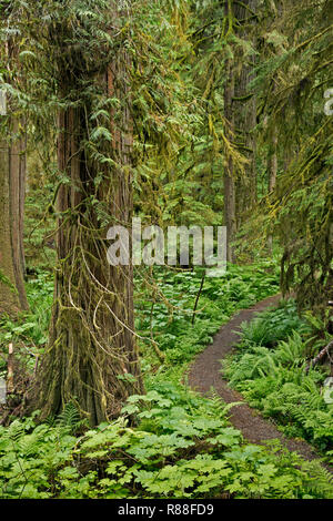 WA15506-00...WASHINGTON - Old Mine Trail accessed from the Carbon River Road/Trail winding through the temperate rain forest in Mount Rainier National