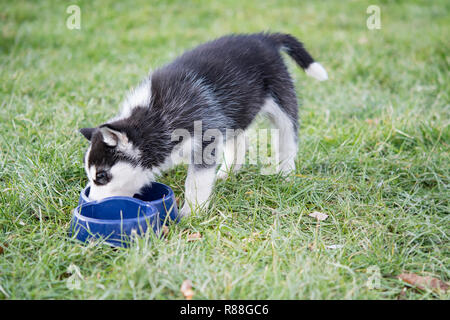 Cute puppies huskies eat in dog bowl Stock Photo