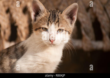 Cute kitten looking at camera Stock Photo