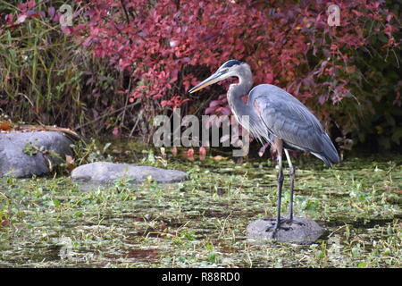 Great Blue Heron Stock Photo