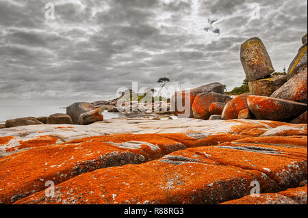 Lichen-covered rocks in Binalong Bay. Stock Photo