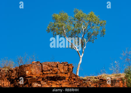 Ghost Gum standing right at the cliff in the magnificent MacDonnell Ranges. Stock Photo