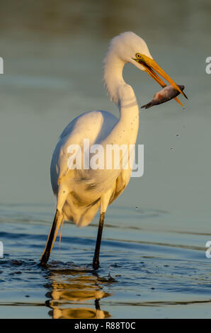 Great egret (Ardea alba) with fish in beak in Florida Stock Photo