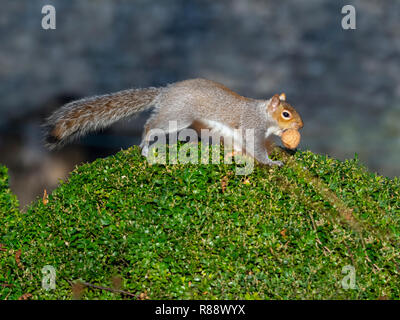 Grey Squirrel Sciurus carolinensis eating nuts in city park Stock Photo