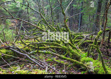 Dead tree lying down with moss on branches Stock Photo