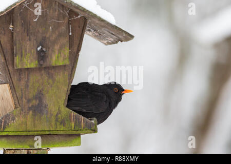 Closeup of a Common Blackbird on a bird feeding Stock Photo