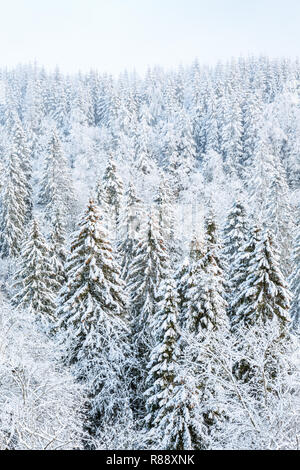 Snow covered spruce trees in a forest Stock Photo