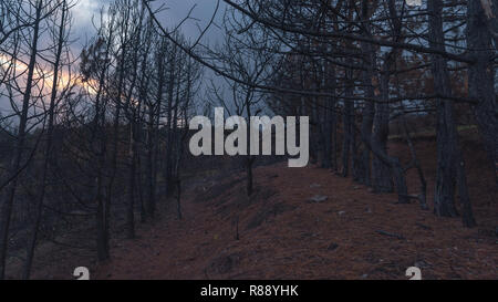 Burnt evergreen pine forest in the dark evening Stock Photo