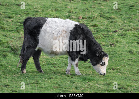 The Belted Galloway is a heritage breed of beef cattle originating from Galloway cattle that originated on the west side of southern Scotland Stock Photo