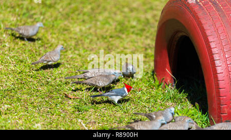 Red crested cardinal bird on green grass in Kauai, Hawaii, USA. With selective focus Stock Photo