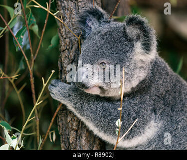 nice koala, brisbane Stock Photo