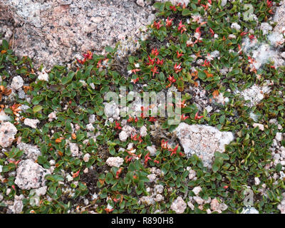 The dwarf willow, or least willow (Salix herbacea); an arctic alpine species seen here with red seed heads in the Cairngorms Stock Photo