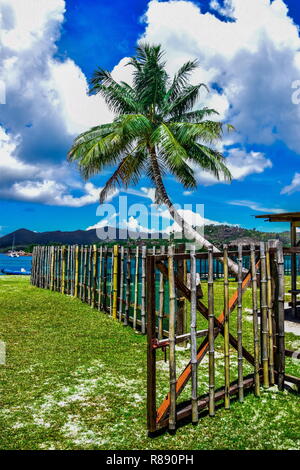 Palm tree on the backgroundof sky and bamboo fence Stock Photo