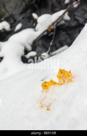 yellow fallen maple leaf on the first fresh snow Stock Photo