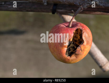 one rotten apple on a branche of a tree  in the garden, the apple is good for the insects and the birds Stock Photo