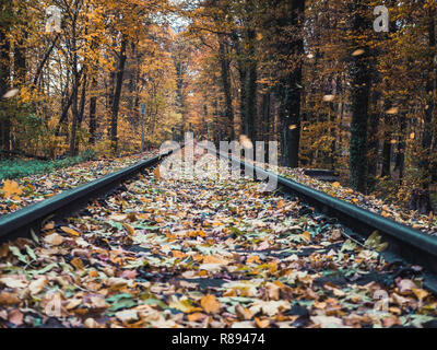Low angle shot of railroads going through the woods in autumn, with colorful leaves flying around Stock Photo