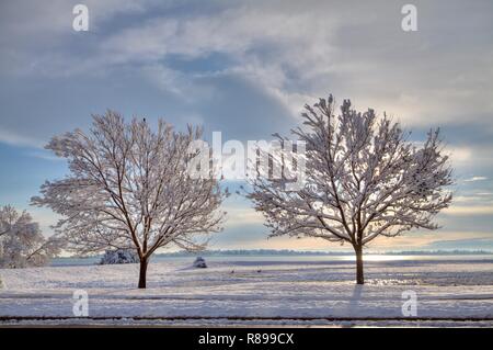 Two Autumn Purple Ash Trees covered in snow in late winter. Stock Photo