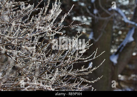 Close up texture abstract view of fresh white snow coating branches in winter Stock Photo