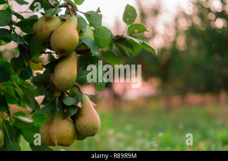 Pear fruit garden with grown sweet green pears Stock Photo