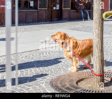 Golden Retriever dog, tied to a tree and waiting for its owner, the view from the cafe window Stock Photo