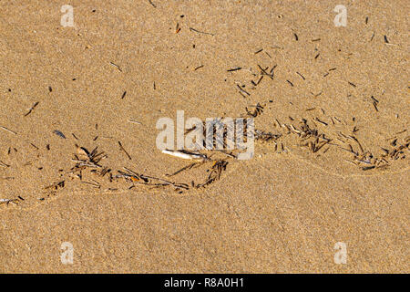 Plastic debris in the ocean water edge washed up on a sand beach Agadir, Morocco