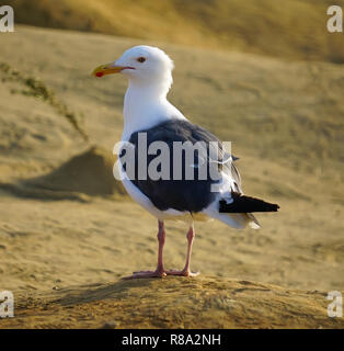 A white and black seagull standing on the sand Stock Photo