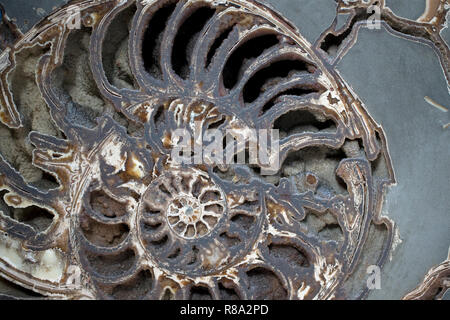 True Star Ammonite (Asteroceras stellare) at Natural History Museum London Stock Photo