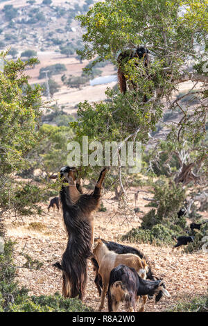 Group of Goats Climbing Among Argan Trees, Essaouira, Morocco Stock Photo