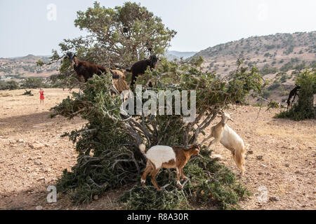 Goats Climbing Among Argan Tree, Essaouira, Morocco Stock Photo