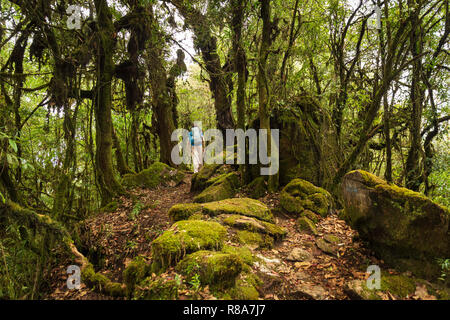 Single man hiking down trail in the Annapurna Himal forest, Nepal, Himalayas, Asia Stock Photo