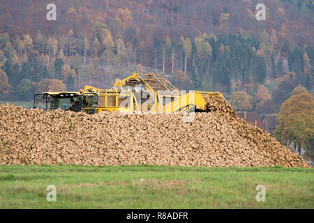 A Sugarbeet harvester, near Oberweser, Upper Weser Valley,  Weser Uplands, Weserbergland, Hesse, Germany Stock Photo