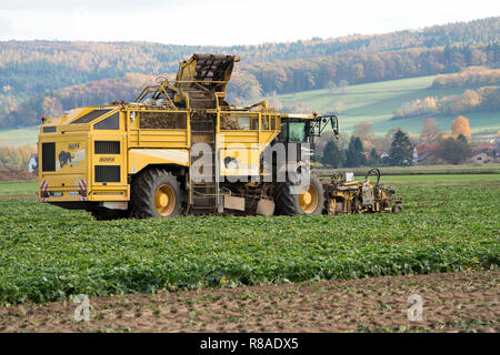 A Sugarbeet harvester, near Oberweser, Upper Weser Valley,  Weser Uplands, Weserbergland, Hesse, Germany Stock Photo