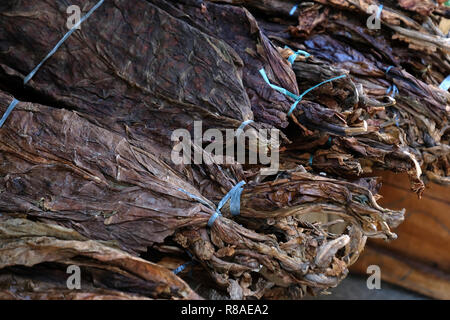 dried tobacco leaves for sale Dried Tobacco Leaves for sale at the market in Banaue village in the Island  of Luzon, Philippines Stock Photo