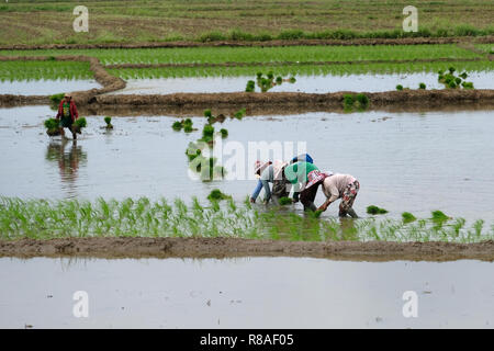 Filipino farmers planting rice in Isabela province in the Philippines ...